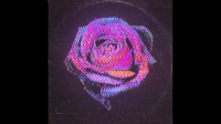 Inner Wave - Rose